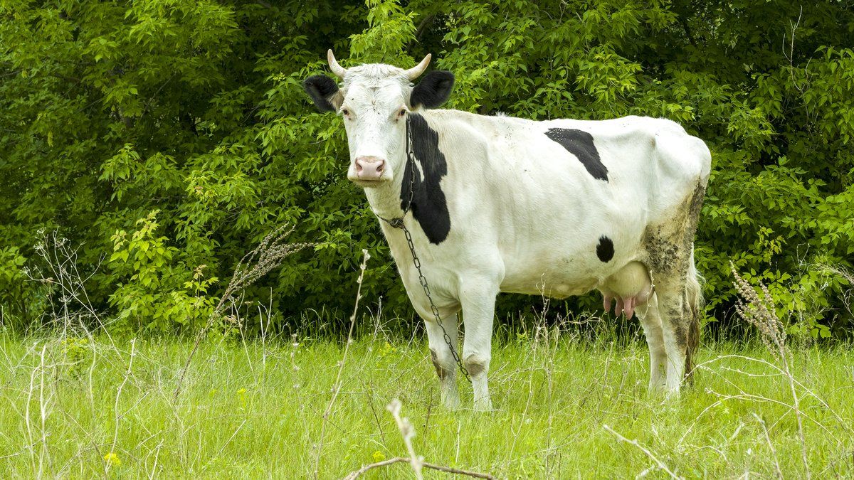 L'horreur à Fretin : un quinquagénaire condamné pour un acte zoophile