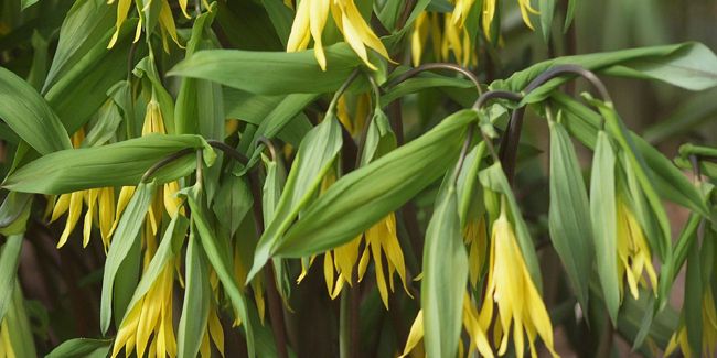 L'uvulaire à grandes fleurs : une touche d'élégance printanière