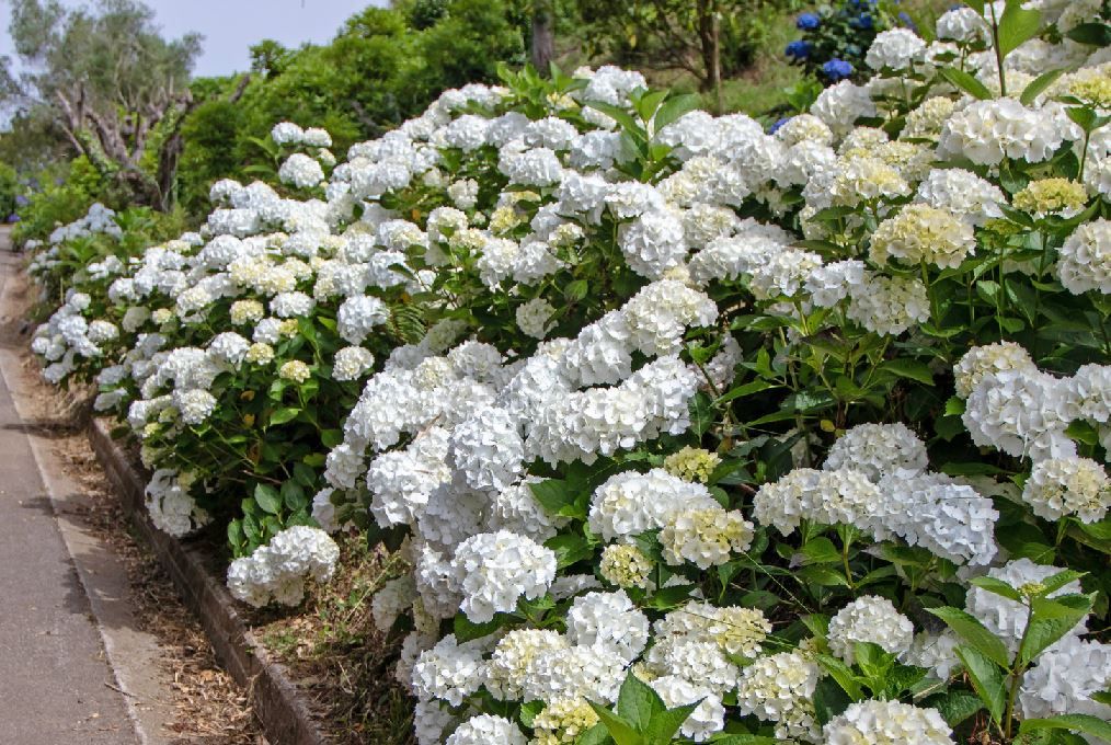 Pourquoi mon hortensia ne fleurit-il pas ?