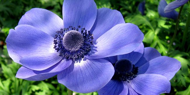 À la découverte de l'anémone des fleuristes (Anemone coronaria)