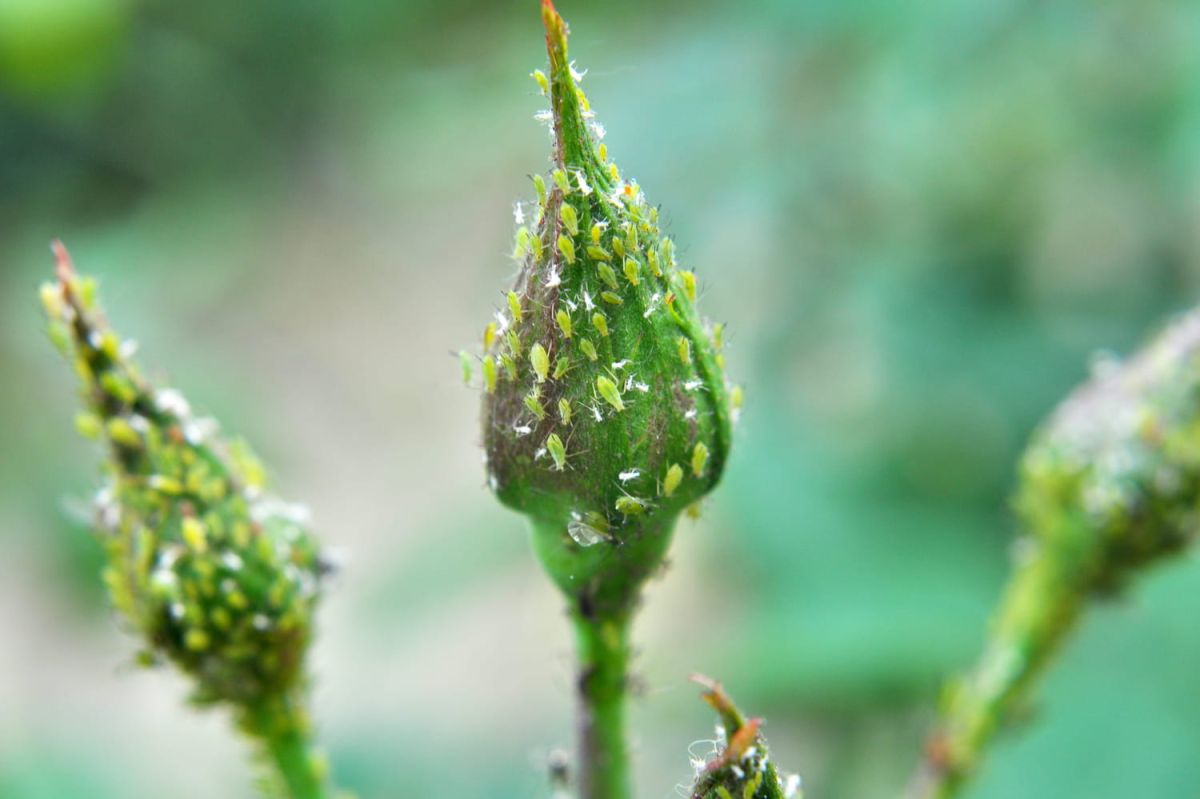 ces gestes indispensables pour protéger vos rosiers des pucerons