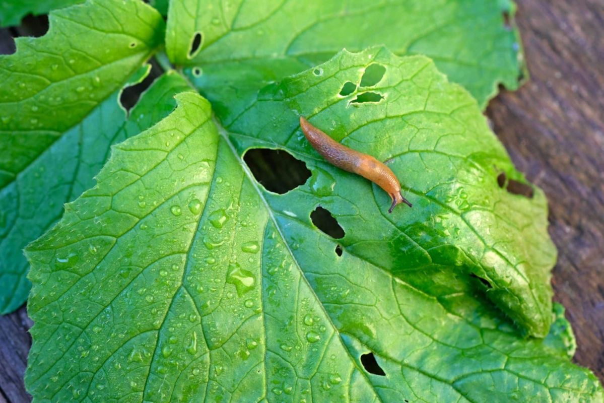 Transformez vos déchets en défenseurs de jardins : les secrets des coquilles d'œufs et du marc de café
