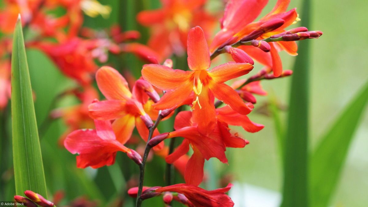 5 plantes vivaces pour votre jardin