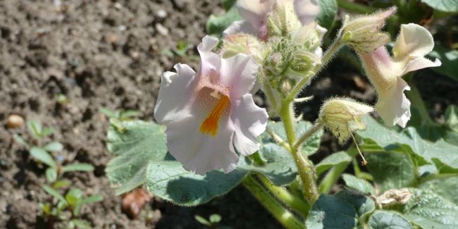 Martynie de Louisiane : une plante aux fruits cornus remarquables