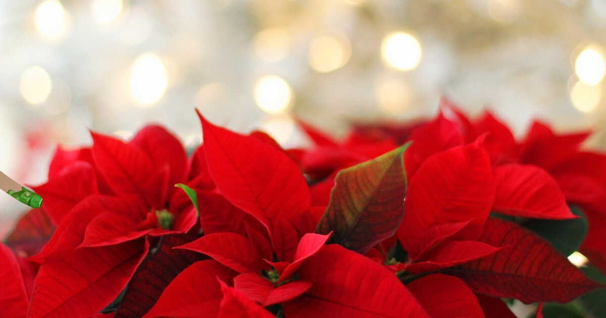 L'étoile de Noël : un poinsettia pour illuminer l'hiver