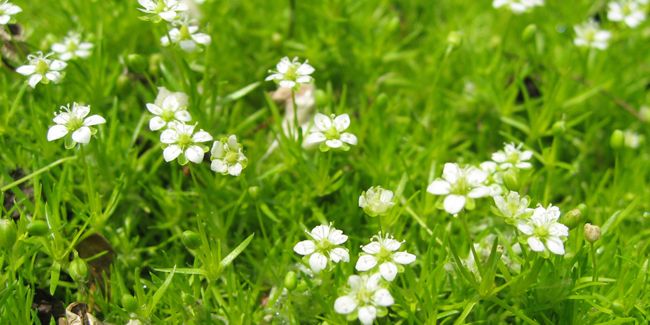 La sagine (Sagina subulata) : un joyau du jardin