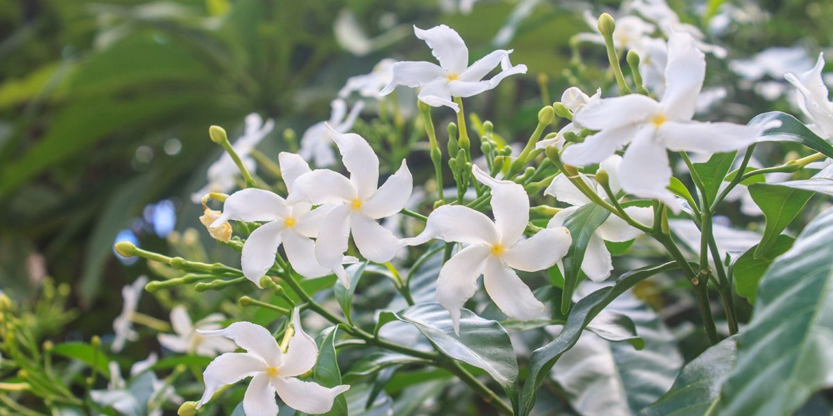 Découvrez comment bouturer votre jasmin pour un jardin parfumé