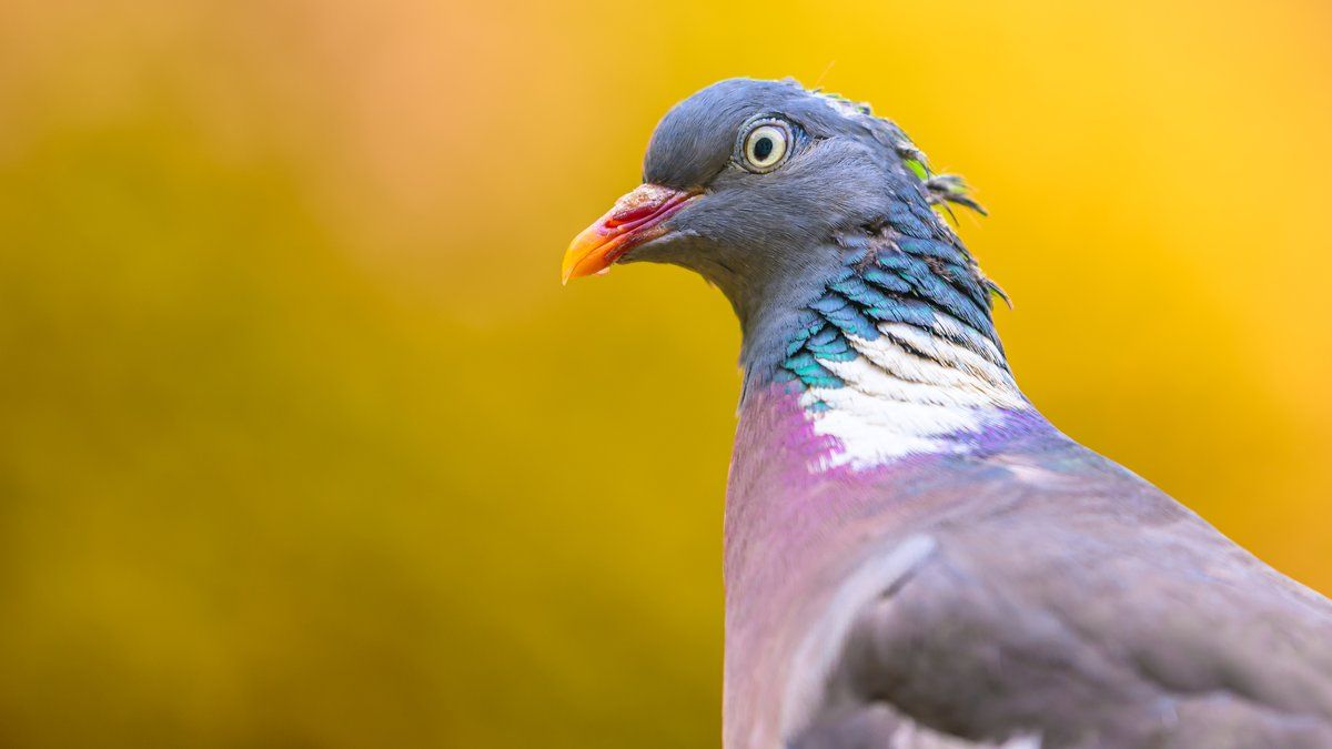 Incroyable incident au Dennlys Parc : un pigeon bloque des montagnes russes