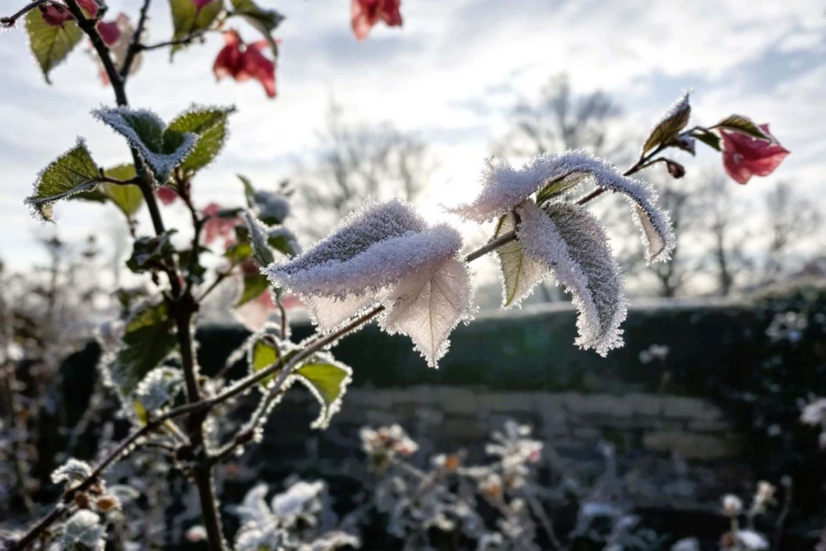 Renaître après le gel : redonnez vie à votre bougainvillier