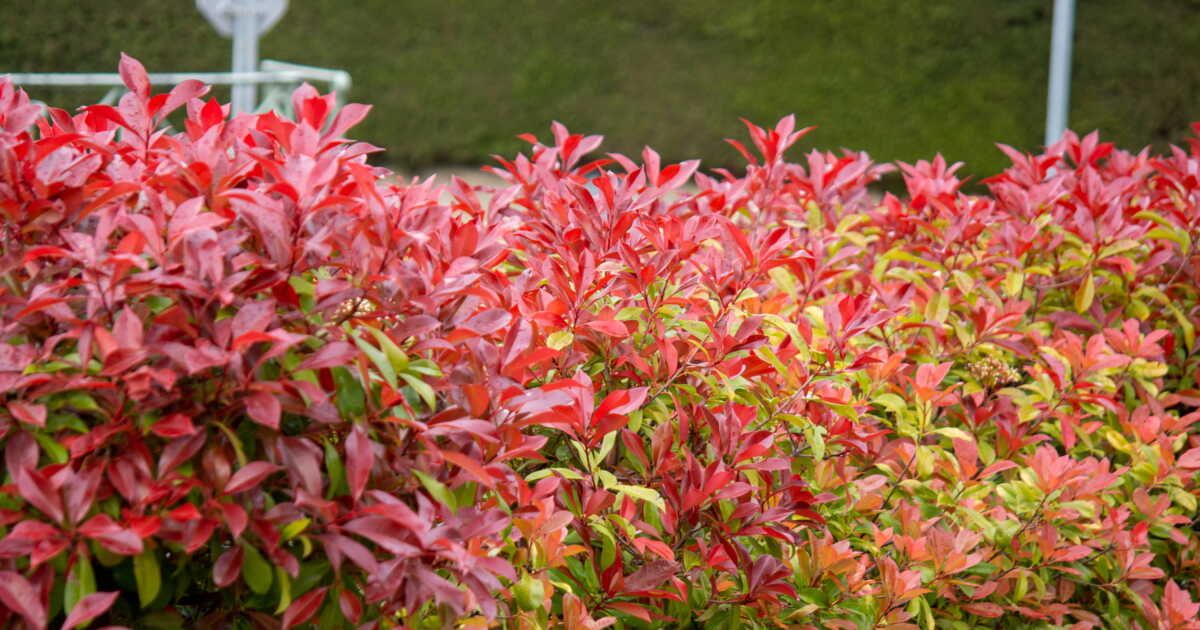 Comment entretenir vos photinias pour un feuillage éclatant