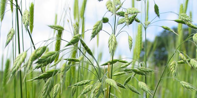 À la découverte du brome faux-seigle (Bromus secalinus)