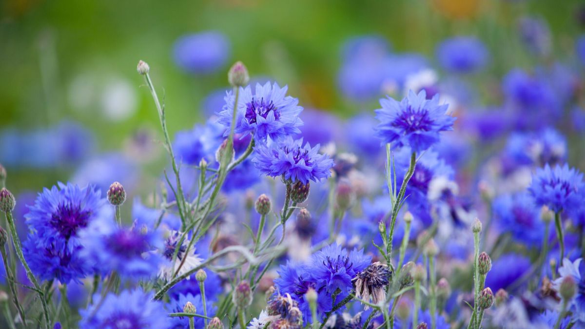 Invitez la nature dans votre jardin avec des fleurs des champs