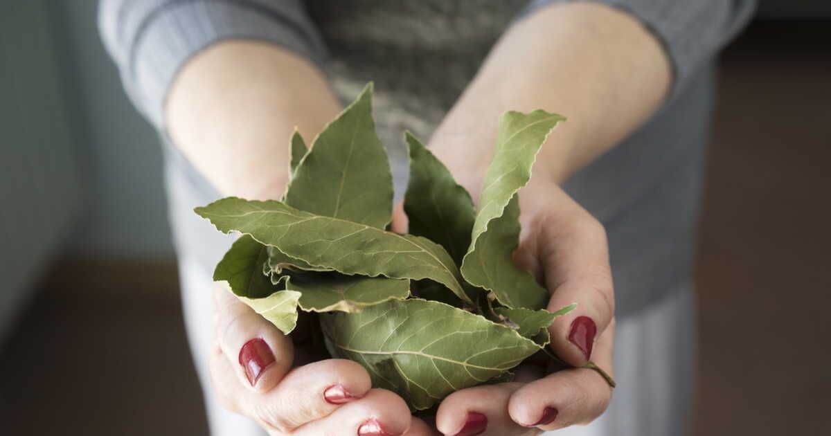 Éloigner les mites alimentaires avec un allié naturel : le laurier