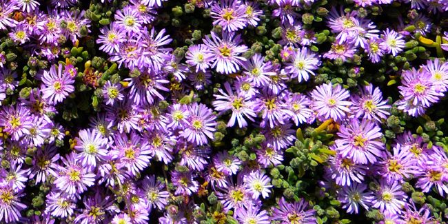 Ficoïde (Lampranthus), succulente brillante pour le jardin