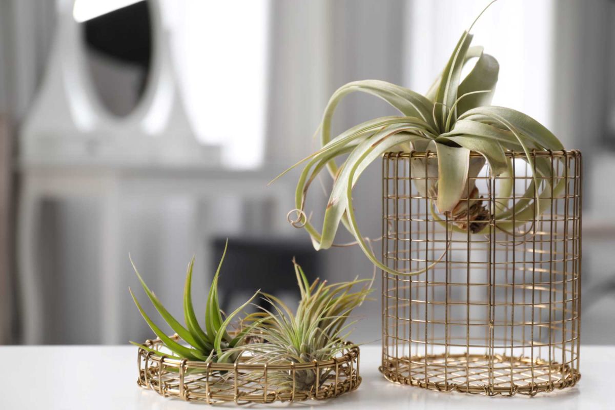 Découvrez la plante miracle qui lutte contre l'humidité sans effort