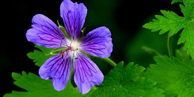 Géranium noueux (Geranium nodosum), un trésor du jardin d'ombre