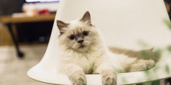 Dites adieu aux odeurs d'urine de chat grâce à ces solutions efficaces