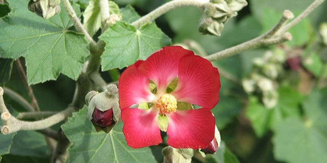 À la découverte de la mauve arbustive : une beauté au jardin