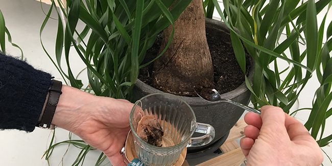 Des engrais naturels pour vos plantes d'intérieur