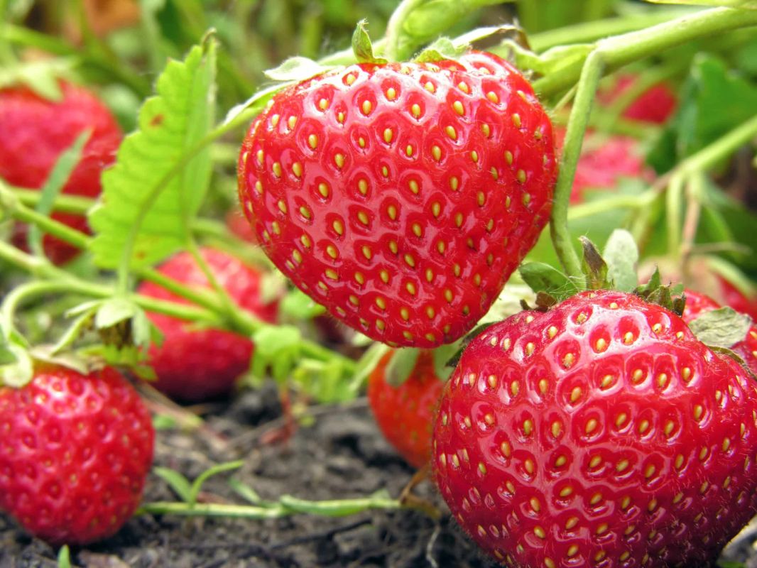 Préparez des fraises sucrées avec le nettoyage et le paillage en août