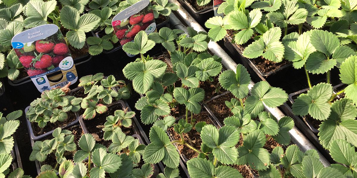 Planter des fraisiers : conseils pour réussir votre récolte