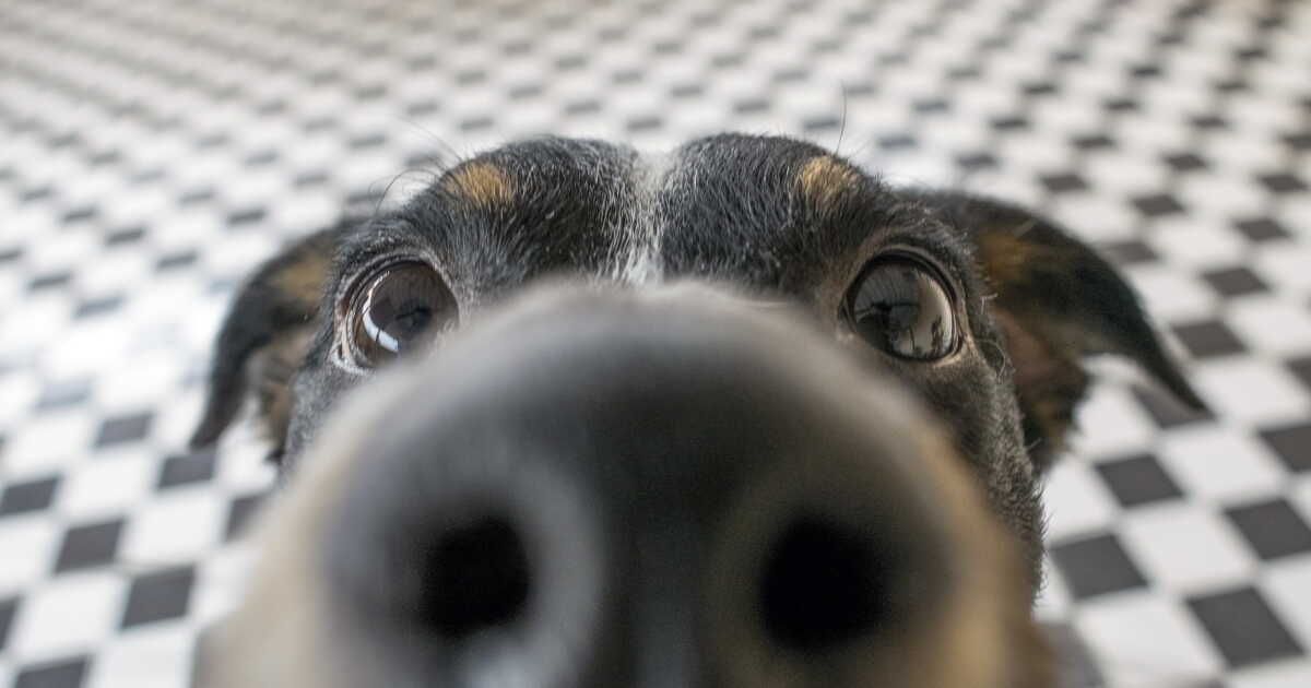 Éliminer les odeurs de chien : 4 astuces éprouvées pour un foyer frais