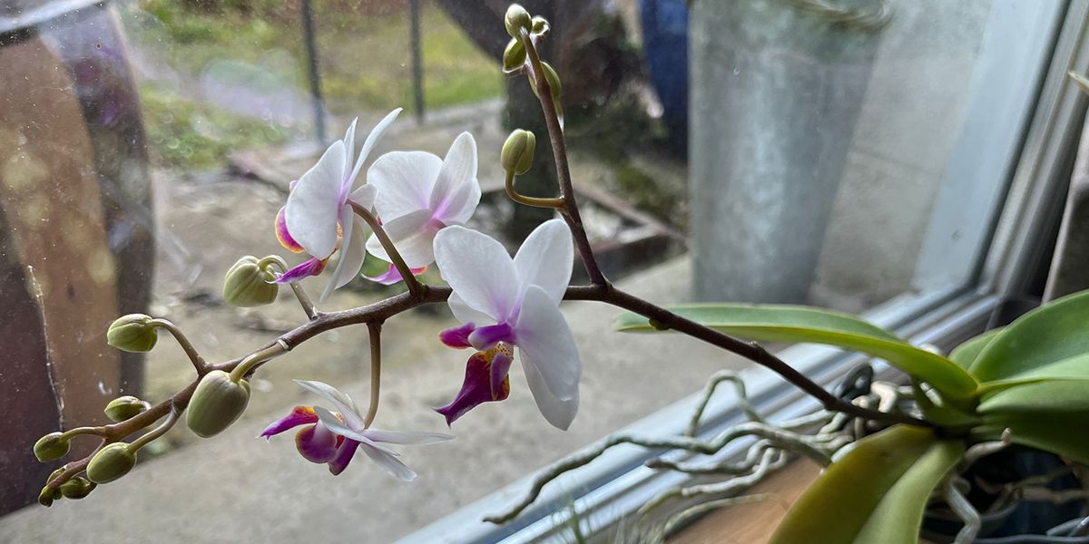 offrir à votre orchidée une nouvelle floraison : conseils et astuces