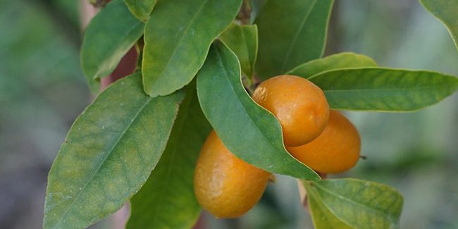 Découvrez le kumquat : un agrume à savourer intégralement