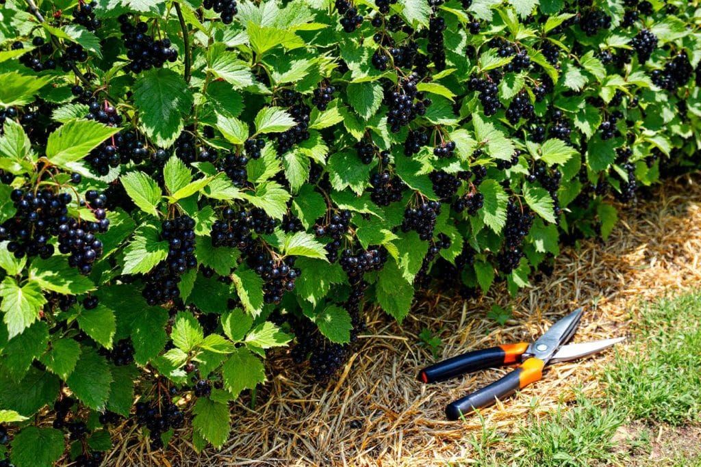Comment booster la saveur et la résistance de vos cassis cet été : deux gestes clés à faire en juillet pour des fruits parfaits au verger