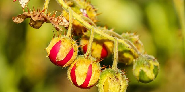 Découverte de la morelle de Balbis : un trésor épineux au jardin