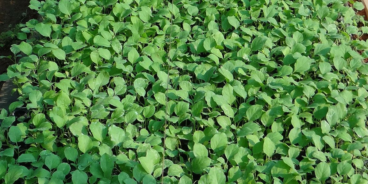 Maîtriser l'art du semis en pépinière pour un jardin florissant
