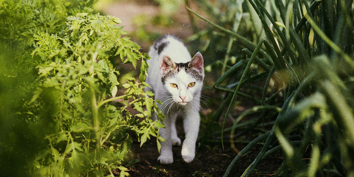 Des astuces naturelles pour éloigner les chats