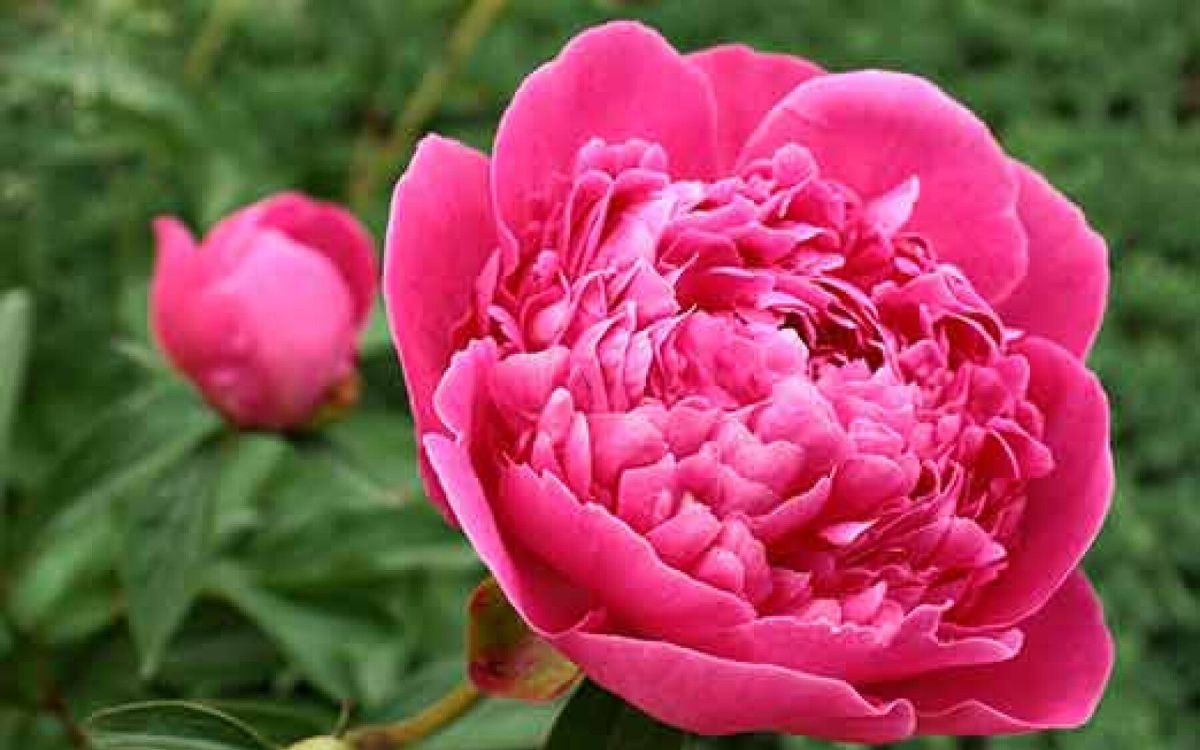 Entretenir sa pivoine arbustive : les secrets d'un jardinier