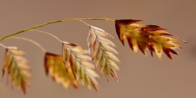 Chasmanthium latifolium, la graminée au charme unique