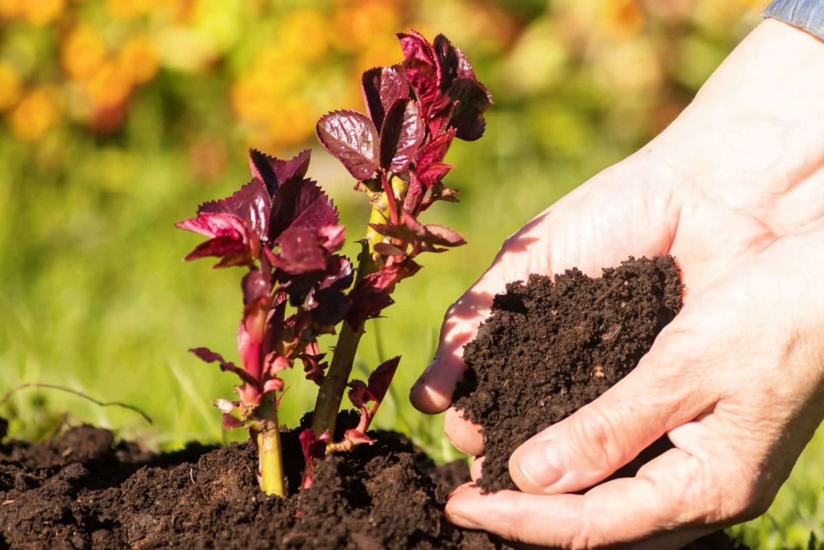 Le secret des jardiniers pour des rosiers resplendissants : un engrais naturel révolutionnaire