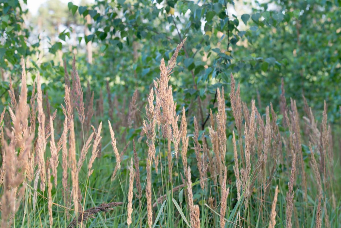 Une graminée séduisante et facile à entretenir pour vos jardins