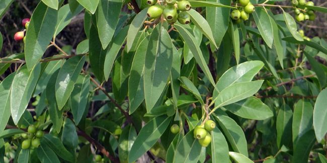 Le santal blanc, un trésor aromatique à découvrir