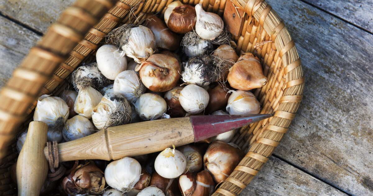 Cultiver de l'ail et des oignons : 4 astuces pour un jardin productif